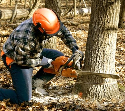 Tree Removal in Mountain Home, NC